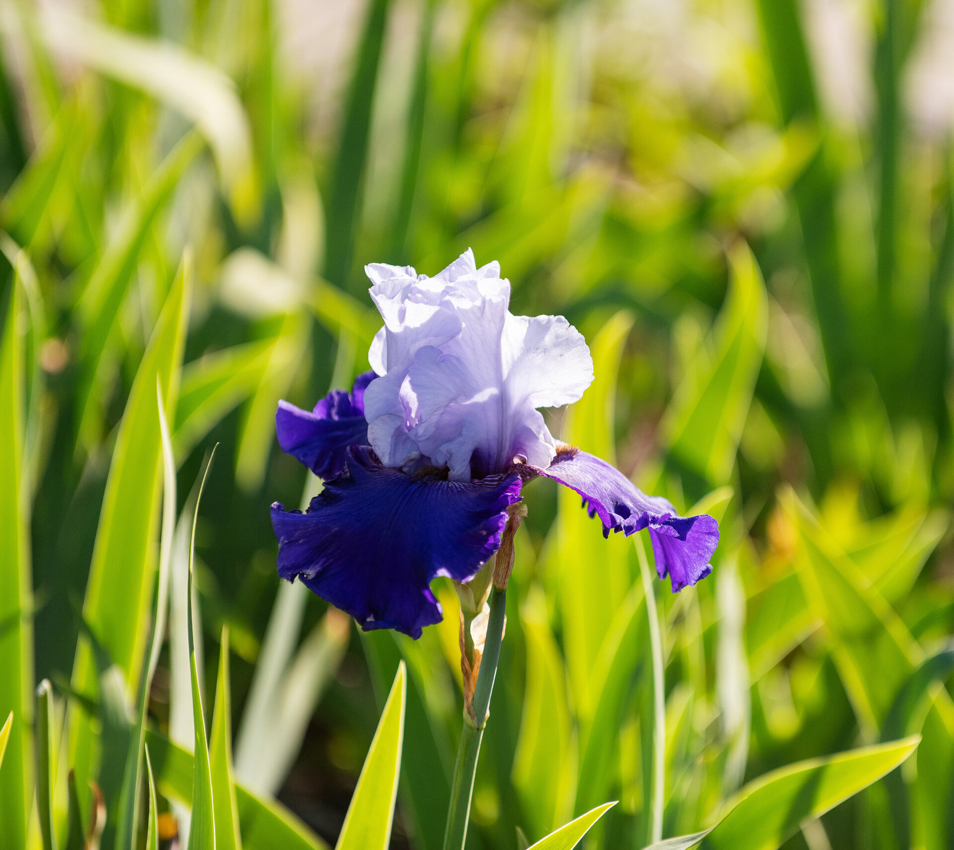 Iris germanica 'Best Bet'